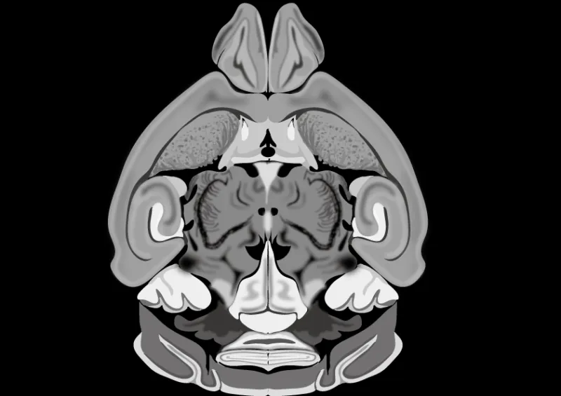 The Neuroscience of Forgetting: Why Your Brain Erases Memories on Purpose